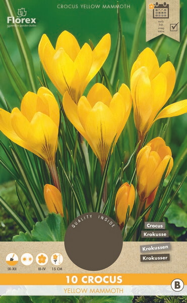 Crocus Yellow Mammoth 8/9 10st.
