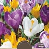 Crocus Grootbloemig Gemengd 8/9 10st.