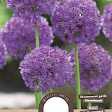 Allium Purple Sensation 10/12 10st.