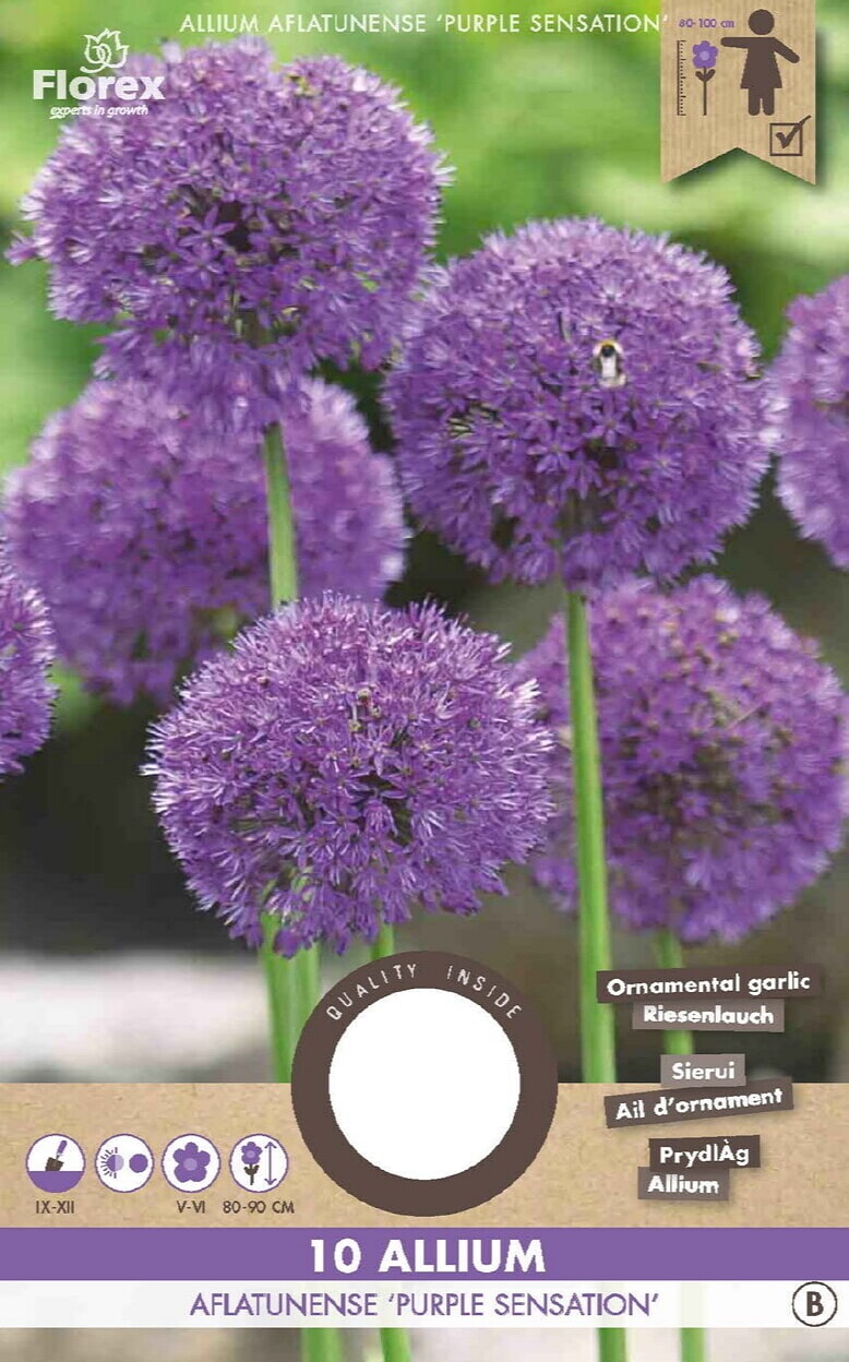 Allium Purple Sensation 10/12 10st.