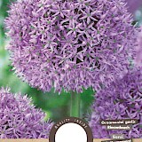 Allium Gladiator 18/20 1st.
