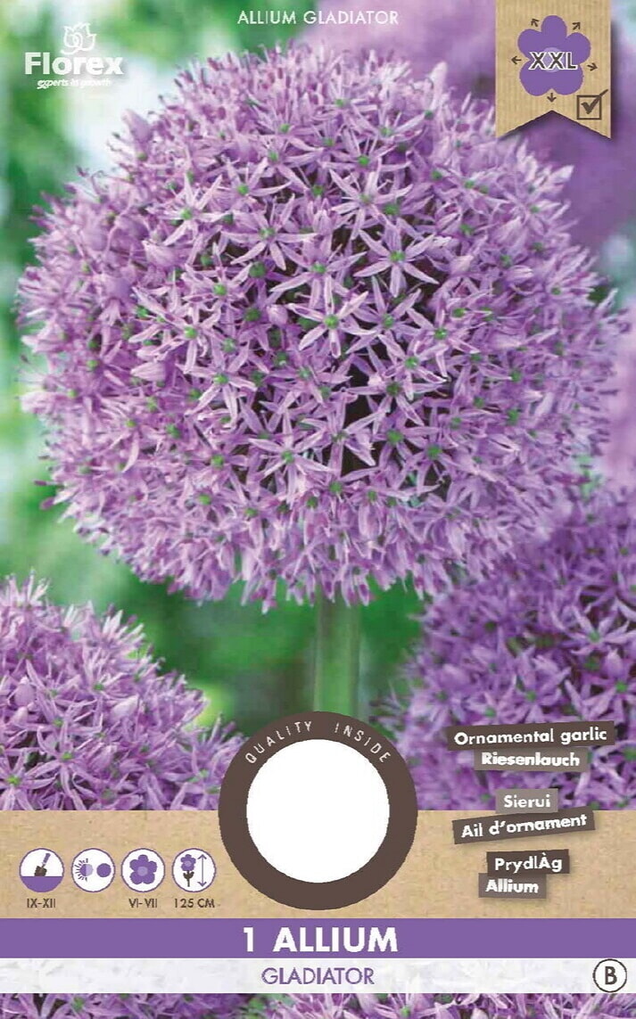 Allium Gladiator 18/20 1st.