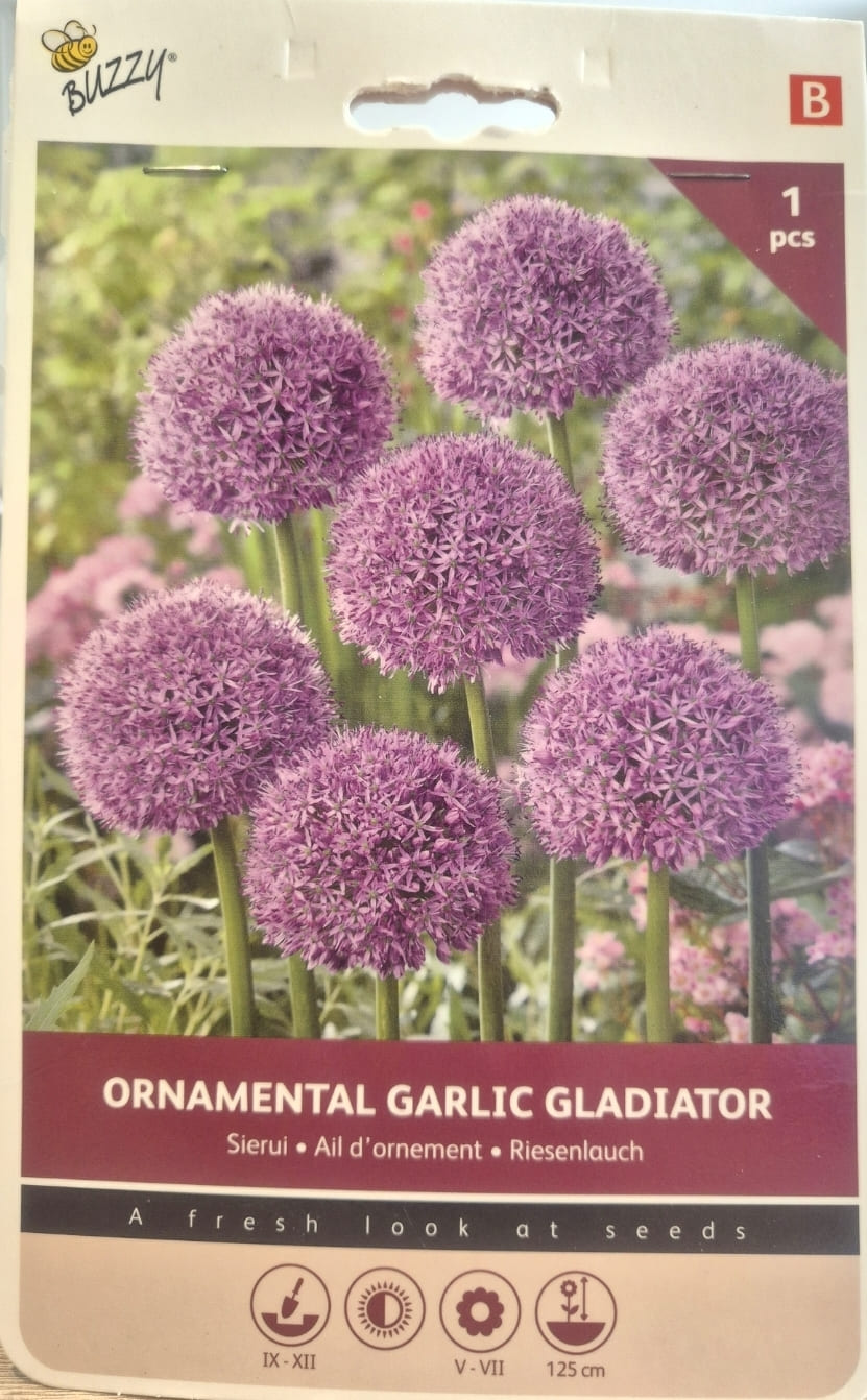 Allium Ornamental Gladiator Sierui 18/20 1st.