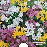 Allium Gemengd 4/5 30st.