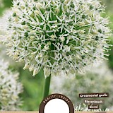 Allium Mount Everest 18/20 1st.