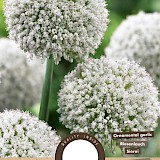 Allium White Cloud 6/7 15st.