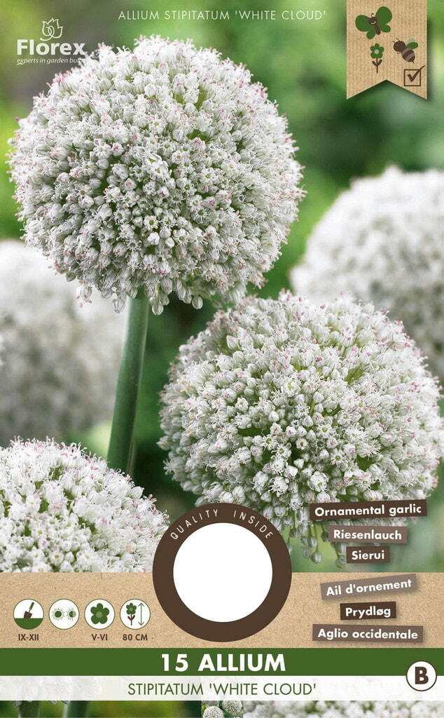 Allium White Cloud 6/7 15st.