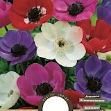 Anemone De Caen Gemengd 5/6 15st.