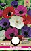 Anemone De Caen Gemengd 5/6 15st.