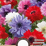 Anemone St.Briged 5/6 15 st.