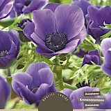 Anemone Mr. Fokker Blauw 5/6 15st.