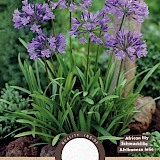 Afrikaanse Lelie Agapanthus Umbelatum Blauw 1st.