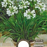 Afrikaanse Lelie Agapanthus Umbelatum wit 1st.