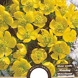 Winteraconiet Eranthis Cilicica 3.5/4 15st.