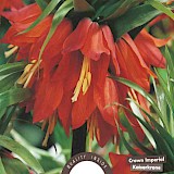 Keizerskroon Imperialis Rubra 20/24 1st.