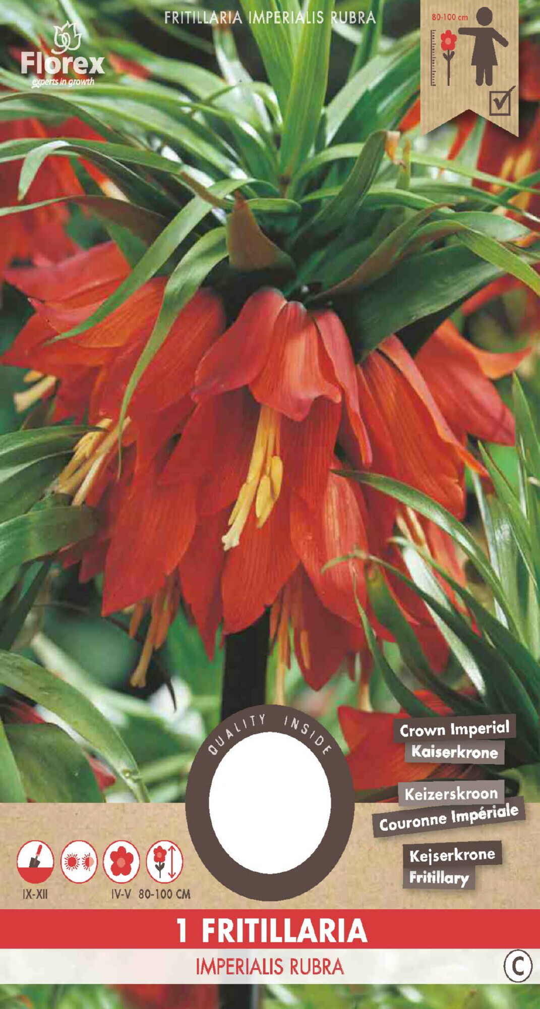 Keizerskroon Imperialis Rubra 20/24 1st.