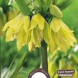 Keizerskroon Imperialis Lutea 20/24 1st.