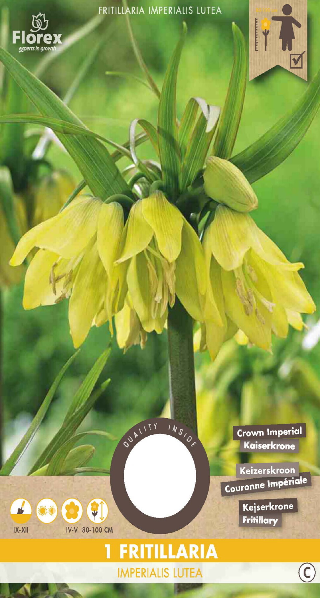 Keizerskroon Imperialis Lutea 20/24 1st.