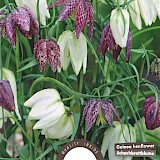 Kievietsbloem Fritillaria Meleagris 5/6 25st.