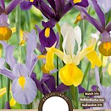 Iris Hollandica mixed 7/8 15st.