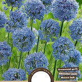 Allium Caeruleum 5/6 12st.