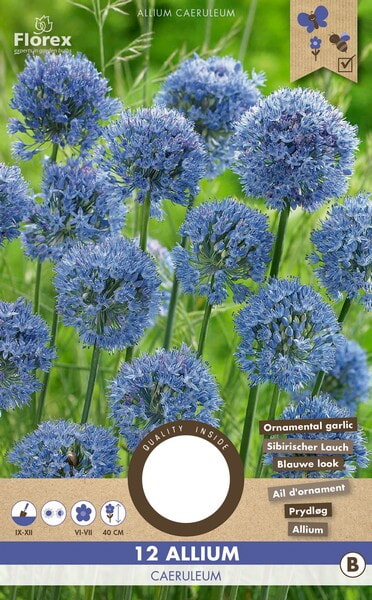 Allium Caeruleum 5/6 12st.