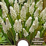 Witte Druifjes Muscari Botryoides Album 5/6 15st.