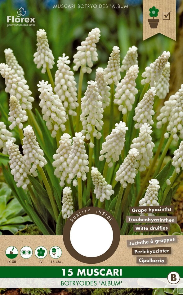 Witte Druifjes Muscari Botryoides Album 5/6 15st.