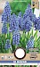 Blauwe Druifjes Muscari Armeniacum 8/9 25st.
