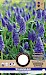 Blauwe Druifjes Muscari Armeniacum 8/9 25st.