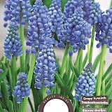 Blauwe Druifjes Muscari Armeniacum 8/9 25st.