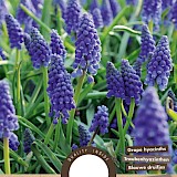 Blauwe Druifjes Muscari Armeniacum 8/9 25st.