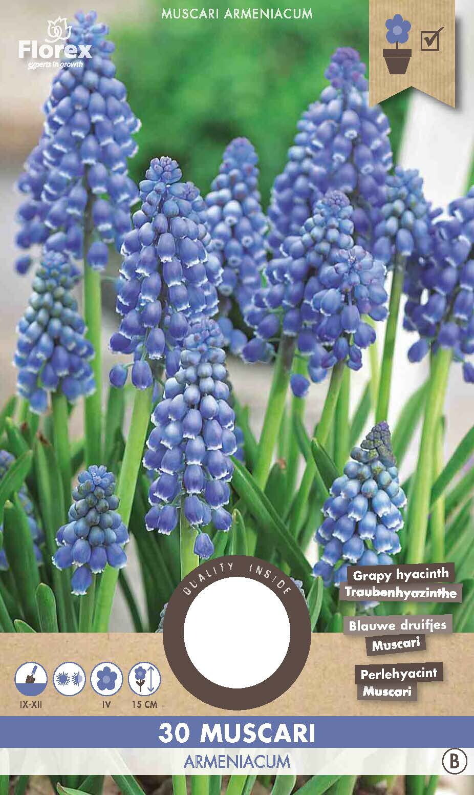 Blauwe Druifjes Muscari Armeniacum 8/9 25st.