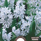 Buishyacint Puschkinia Libanotica 5/6 30st.