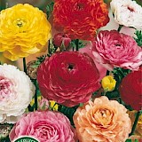 Ranunculus Gemengd 6/7 15st.