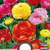 Ranunculus Gemengd 6/7 15st.