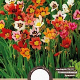 Sparaxis Tricolor mix 25st.