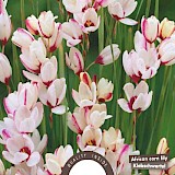 Ixia Spotlight 5/6 20st.