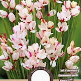 Ixia Spotlight 5/6 20st.