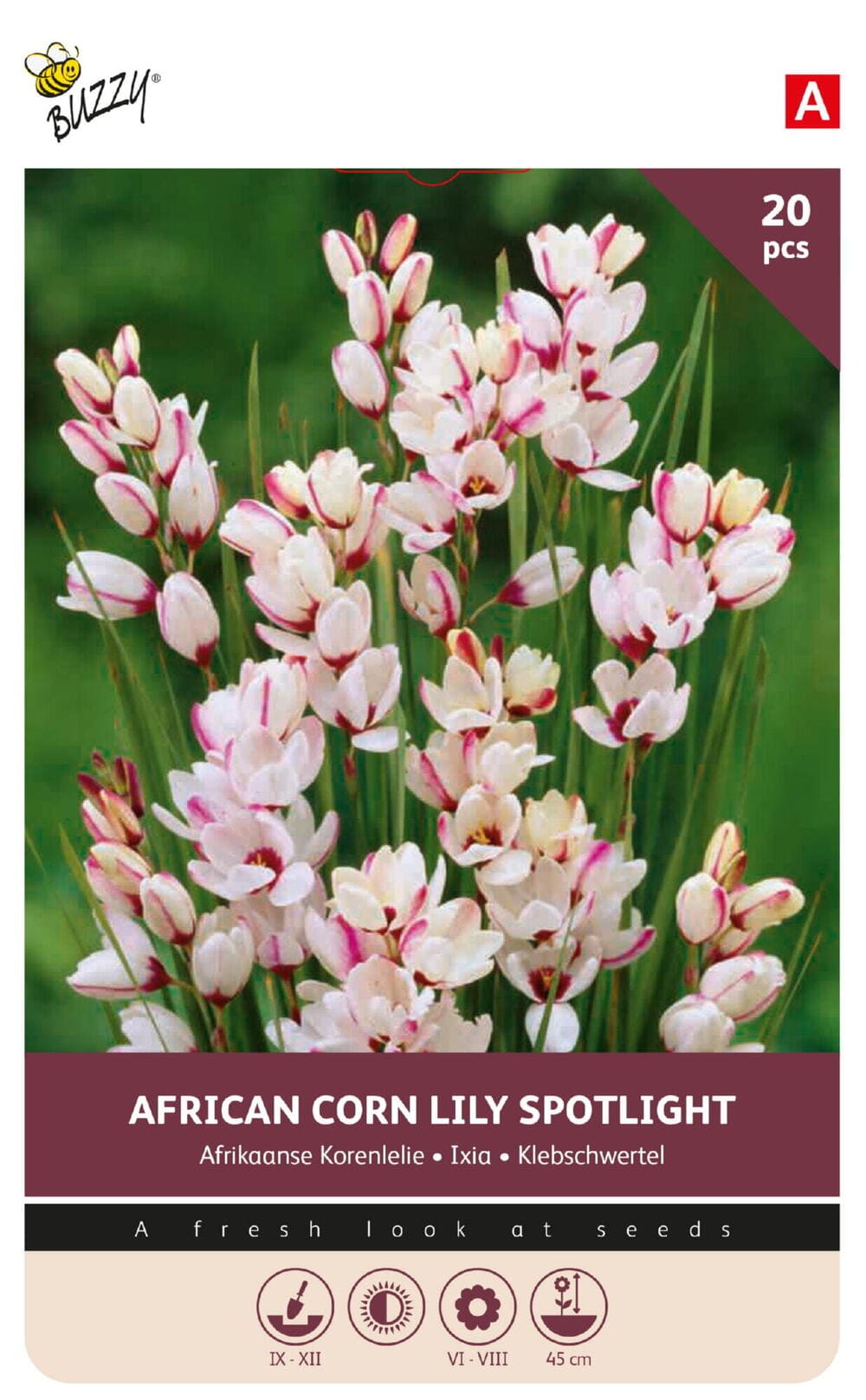 Afrikaanse Korenlelie bollen Spotlight 20st.