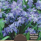 Sterhyacinth Scilla Siberica (Boshyacinth) 7/8 15st.