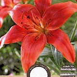 Lelie Asiatic Rood 3st.