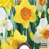 Narcis Grootkronig mix 12/14 5st.
