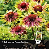 Zonnehoed Premium Echinacea Green Twister 1st