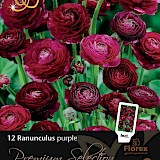 Ranonkel Premium Ranunculus Purple 12st