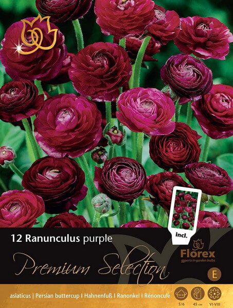 Ranonkel Premium Ranunculus Purple 12st