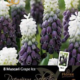 Blauwe Druifjes Unique Bulbs Muscari Grape Ice 8st.