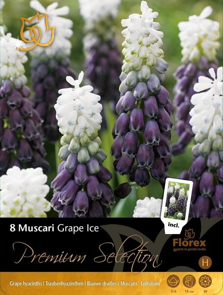 Blauwe Druifjes Unique Bulbs Muscari Grape Ice 8st.