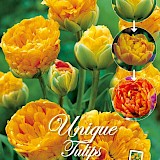 Tulp Unique Bulbs Sunlover 11/12 10st.