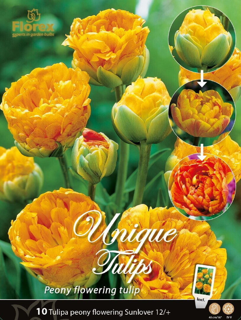 Tulp Unique Bulbs Sunlover 11/12 10st.